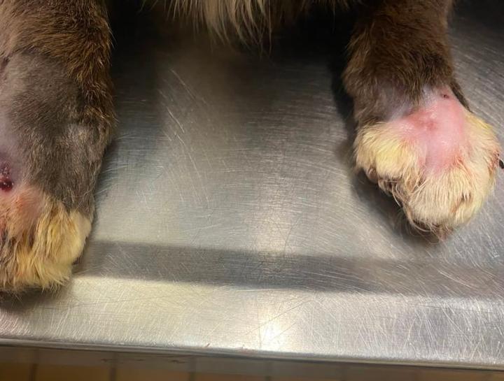 Pet Skin Allergies: scabs